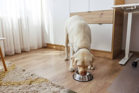 Téléchargez les photos : Magnifique chien Labrador mangeant de la nourriture pour chien, des biscuits et des friandises de son bol placé sur le sol du salon - en image libre de droit
