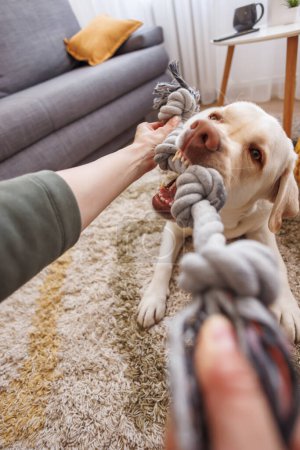 Photo for Beautiful young woman having fun playing with her dog while spending leisure time at home, dog chewing and pulling rope toy - Royalty Free Image