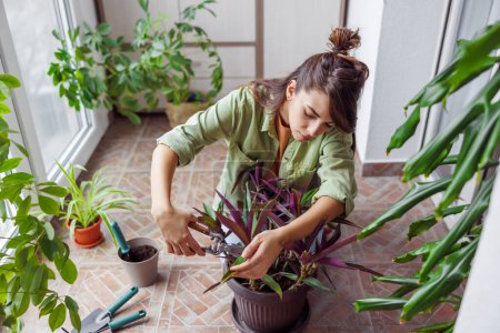 Téléchargez les photos : Belle jeune femme jouissant de loisirs à la maison, se détendre par le jardinage, couper des feuilles séchées de plantes d'intérieur avec des ciseaux - en image libre de droit