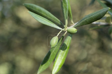 Photo for Close up of an olive brunch with young unripe fruits - Royalty Free Image