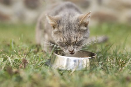 Foto de Hermoso gato tabby al lado de un tazón de comida colocado en el césped en el patio trasero, comiendo. - Imagen libre de derechos