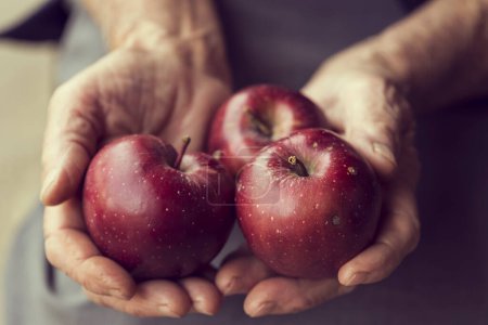 Foto de Primer plano de las manos de una anciana sosteniendo racimo de manzanas Red Delicious orgánicas. Enfoque selectivo - Imagen libre de derechos