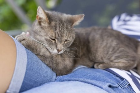 Téléchargez les photos : Chat tabby poilu couché sur les genoux de son propriétaire, profitant d'être câliné et ronronnant. - en image libre de droit