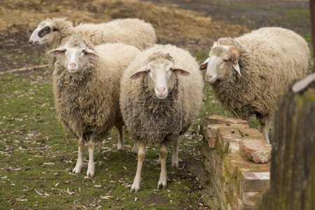 Foto de Manada de ovejas mirando al fotógrafo - Imagen libre de derechos
