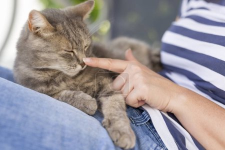 Téléchargez les photos : Vue de dessus d'un chat à poils allongé sur les genoux de son propriétaire, jouissant d'un câlin et ronronnant. - en image libre de droit