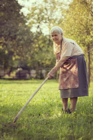 Photo for An elderly woman raking the lawn in an orchard on a sunny summer day - Royalty Free Image