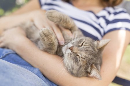 Téléchargez les photos : Vue de dessus d'un chat à poils allongé sur les genoux de son propriétaire, jouissant d'un câlin et ronronnant. - en image libre de droit