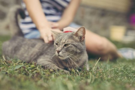 Téléchargez les photos : Chat Tabby couché sur la pelouse, profiter tout en étant brossé et peigné - en image libre de droit
