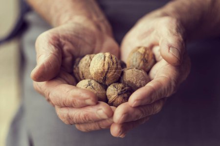 Photo for Detail of elderly woman's hands, holding a handful of organic walnuts. Selective focus - Royalty Free Image