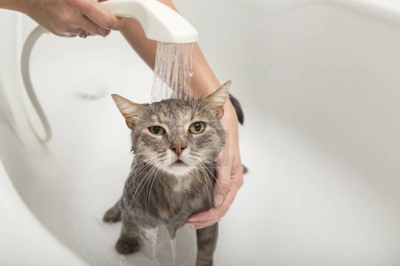 Foto de Chica lava su gato mascota en una bañera, hermoso gato tabby tomar una ducha - Imagen libre de derechos