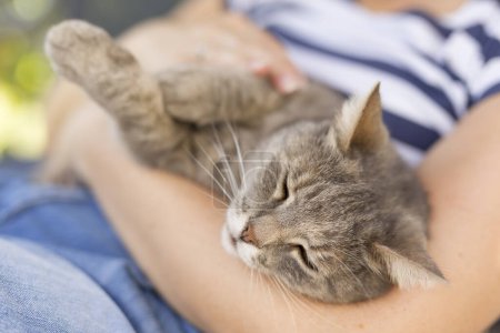 Téléchargez les photos : Vue de dessus d'un chat à poils allongé sur les genoux de son propriétaire, profitant d'être câliné et ronronnant. Focus sur la muselière du chat - en image libre de droit