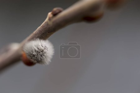 Photo for The first spring gentle leaves, buds and branches. Macro background - Royalty Free Image