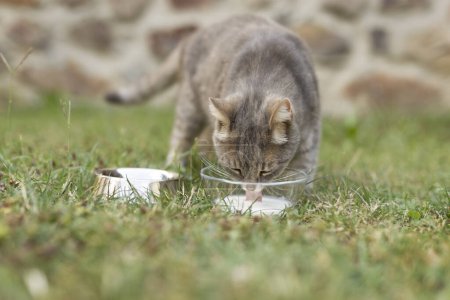 Téléchargez les photos : Beau chat tabby léchant le lait d'un bol placé sur la pelouse dans l'arrière-cour de la maison de son propriétaire - en image libre de droit