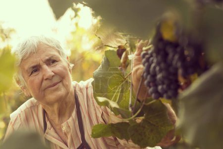 Téléchargez les photos : Une femme âgée dans un vignoble vérifiant la qualité des raisins pour la production de vin - en image libre de droit