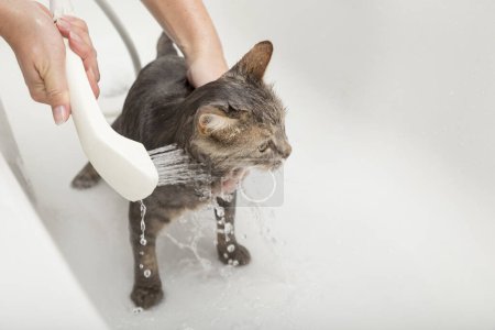 Téléchargez les photos : Fille lave son chat dans une baignoire, beau chat tabby prendre une douche - en image libre de droit