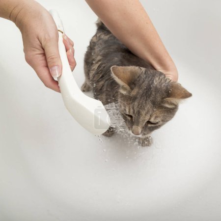 Téléchargez les photos : Fille lave son chat dans une baignoire ; beau chat tabby prenant une douche - en image libre de droit