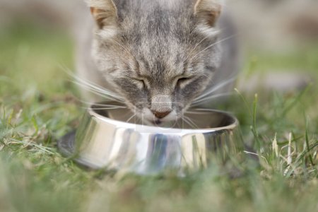 Photo for Beautiful tabby cat sitting next to a food bowl, placed on the lawn in the backyard, eating. - Royalty Free Image