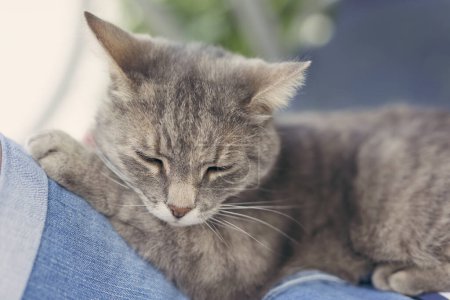 Foto de Peludo gato tabby acostado en el regazo de su dueño, disfrutando de ser mimado y ronroneando. - Imagen libre de derechos