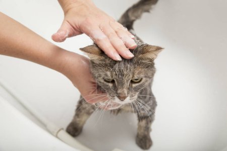Foto de Chica lava su gato mascota en una bañera; hermoso gato tabby tomar una ducha - Imagen libre de derechos