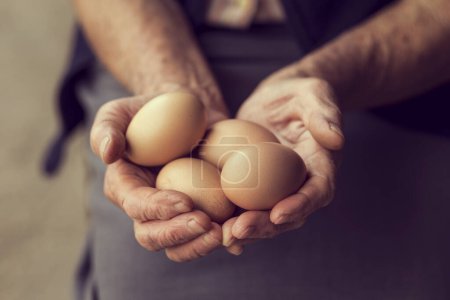 Foto de Cerca de las manos de una anciana, sosteniendo huevos orgánicos producidos. Enfoque selectivo - Imagen libre de derechos
