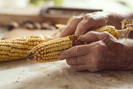 Photo for Detail of an elderly woman's hands holding a corn cob and separating the grains - Royalty Free Image