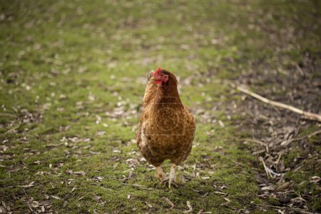 Photo for Free range chicken feeding on a farmyard - Royalty Free Image
