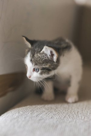 Téléchargez les photos : Curieux petit chaton jouant sur le canapé du salon - en image libre de droit