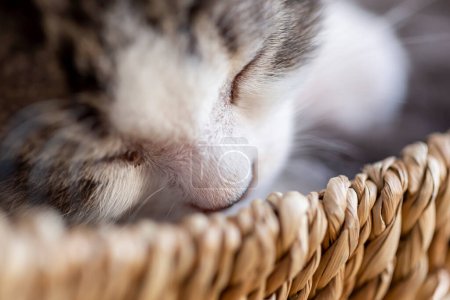 Foto de Detalle de un lindo gato bebé gris y blanco durmiendo en una canasta de mimbre - Imagen libre de derechos