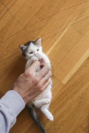 Foto de Detalle de manos masculinas jugando con y abrazando lindo gatito - Imagen libre de derechos