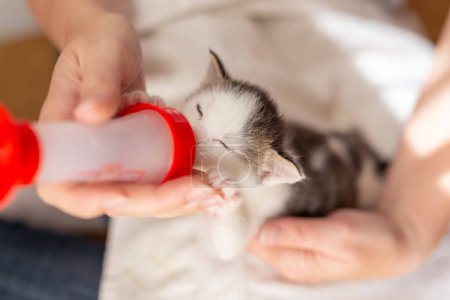 Foto de Vista superior de las manos femeninas sosteniendo un gatito recién nacido huérfano, alimentándolo con leche de fórmula de gato bebé - Imagen libre de derechos