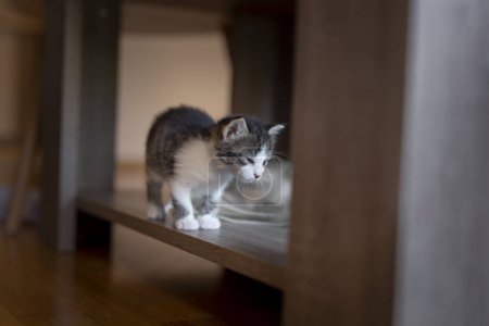 Photo for Playful kitten exploring its new home, climbing the coffee table shelf - Royalty Free Image
