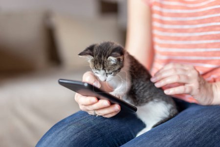 Foto de Detalle de las manos femeninas navegando por la red en un teléfono inteligente mientras sostiene y acaricia a lindo gatito - Imagen libre de derechos