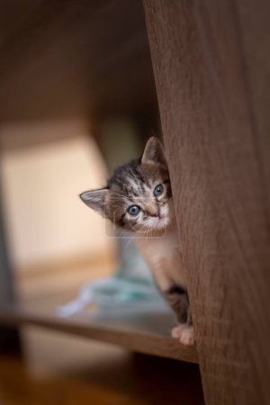 Foto de Gato bebé juguetón explorando el mundo que lo rodea, escalando el estante de la mesa de café en casa, y mirando - Imagen libre de derechos