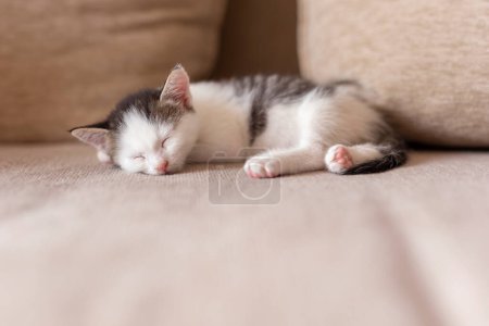 Foto de Adorable gatito durmiendo en el sofá de la sala - Imagen libre de derechos