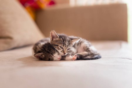 Foto de Dos gatitos adorables durmiendo en el sofá de la sala - Imagen libre de derechos