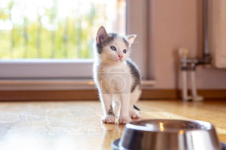 Photo for Beautiful little kitten sitting by a bowl of milk placed on the living room floor next to a window - Royalty Free Image