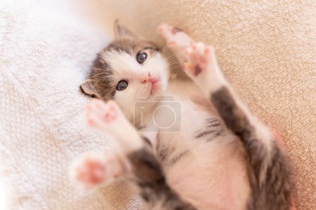 Photo for Funny playful kitten lying on its back, playing on the living room sofa - Royalty Free Image