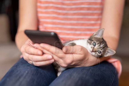 Foto de Detalle de las manos femeninas sosteniendo un teléfono inteligente y escribiendo un mensaje de texto mientras sostiene lindo gatito soñoliento - Imagen libre de derechos