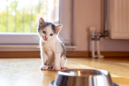 Téléchargez les photos : Beau petit chaton assis près d'un bol de lait placé sur le sol du salon à côté d'une fenêtre - en image libre de droit