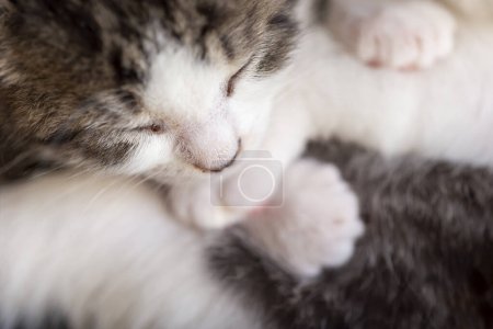 Téléchargez les photos : Détail d'un mignon bébé chat gris et blanc dormant avec ses frères et sœurs - en image libre de droit