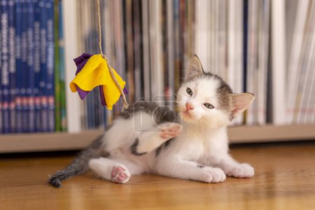 Foto de Adorable gatito jugando junto a estantes de libros en la sala de estar, persiguiendo y cazando juguetes colgantes - Imagen libre de derechos