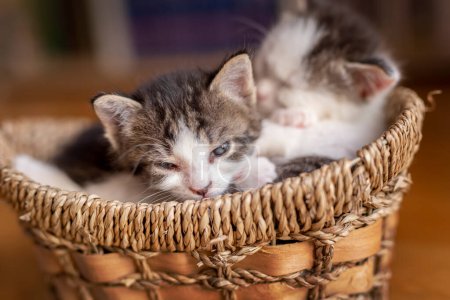 Photo for Two cute white and grey baby kittens taking a nap in a wicker basket - Royalty Free Image