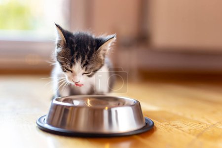 Téléchargez les photos : Beau petit chaton léchant le lait d'un bol placé sur le sol du salon à côté d'une fenêtre - en image libre de droit