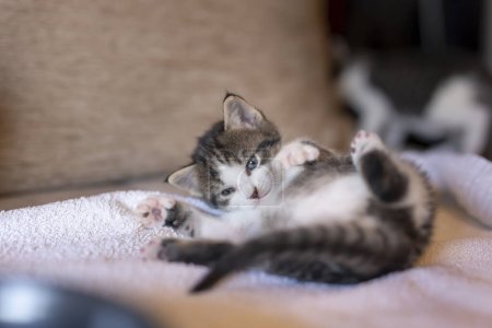 Téléchargez les photos : Drôle chaton ludique couché sur le dos, jouer sur le canapé du salon - en image libre de droit