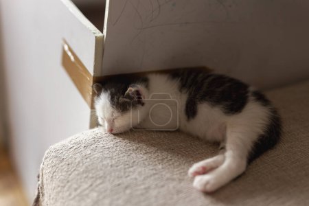 Téléchargez les photos : Adorable petit chaton dormant sur le canapé du salon - en image libre de droit