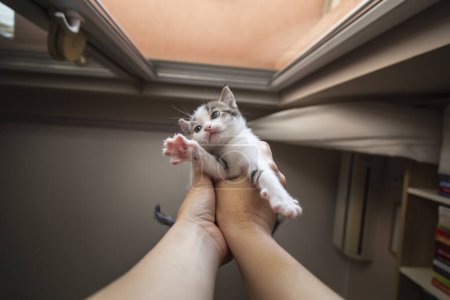 Téléchargez les photos : Vue à angle bas des mains féminines tenant un mignon petit chaton blanc et gris - en image libre de droit