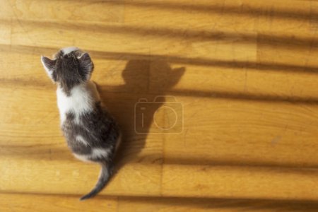 Foto de Vista superior de lindo gatito gris y blanco jugando en el piso de la sala de estar, persiguiendo sombras - Imagen libre de derechos