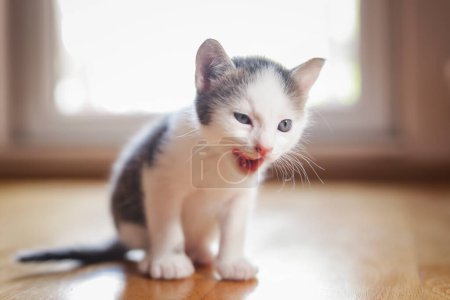 Photo for Beautiful little kitten sitting on the living room floor next to the window - Royalty Free Image