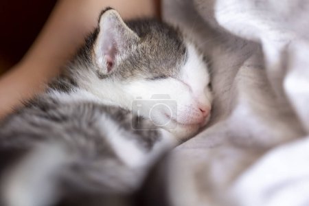 Téléchargez les photos : Détail d'un joli bébé chat dormant sur les genoux de son propriétaire. chaton domestique faire une sieste - en image libre de droit