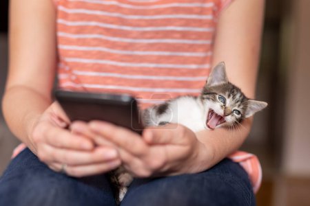 Foto de Detalle de las manos femeninas sosteniendo un teléfono inteligente y navegando por Internet mientras sostiene el gatito soñoliento - Imagen libre de derechos